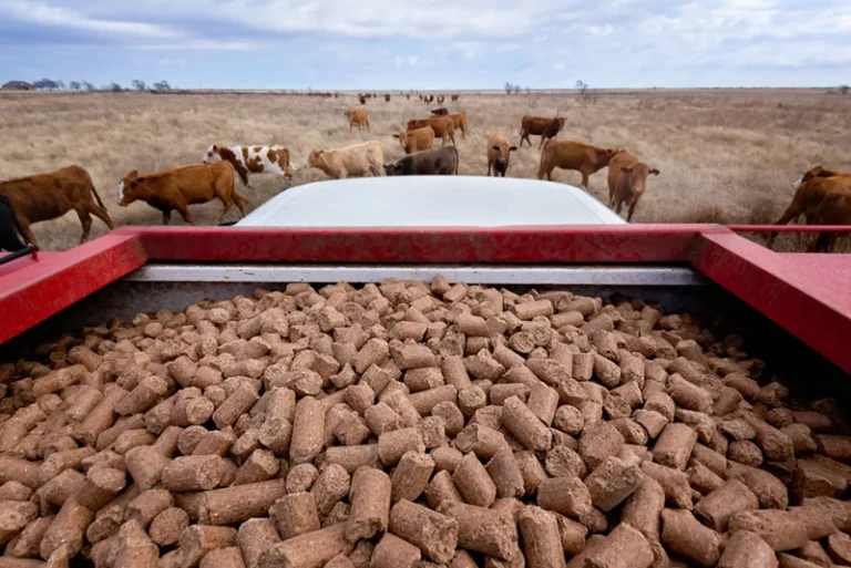 Animal feed bag filling machine