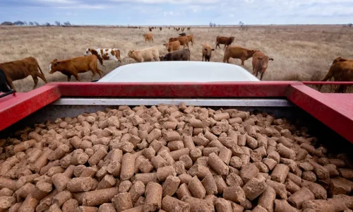 Animal feed bag filling machine